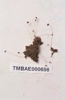 藏品(東亞澤苔)的圖片